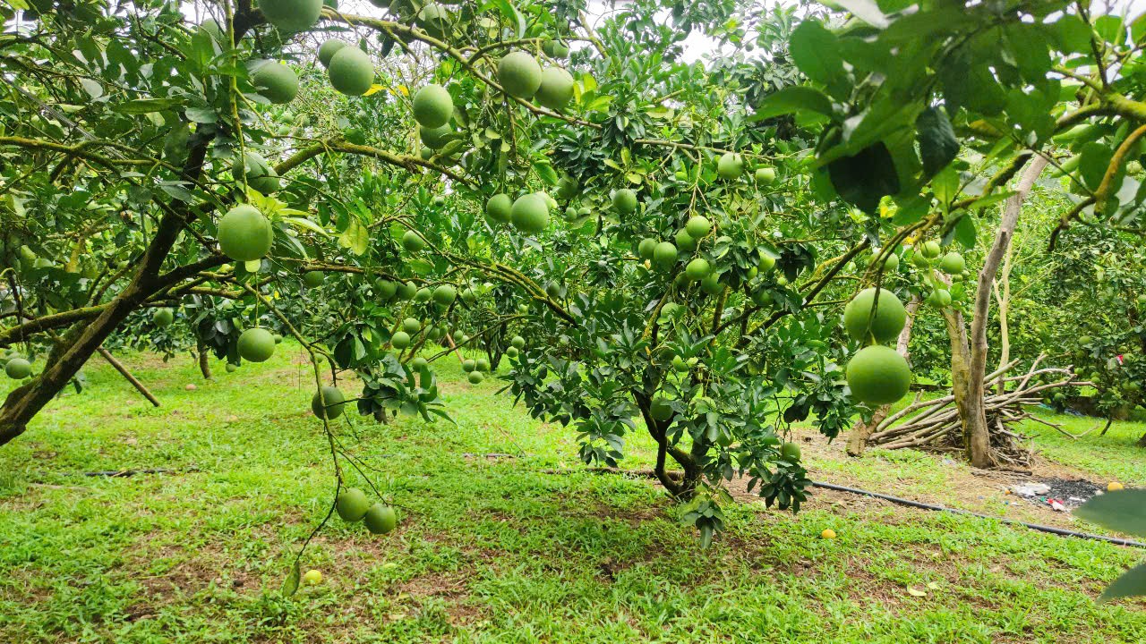 Bưởi Soi Hà – Quả ngọt từ lòng đất, khát vọng từ lòng người